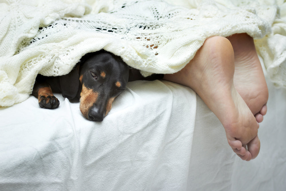 pros and cons of sleeping with your dog